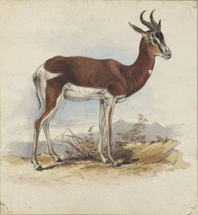 Un antelope - Edward Lear